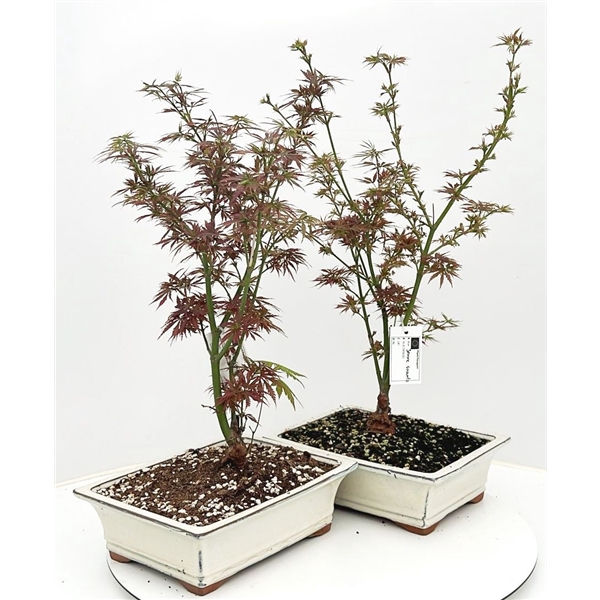<h4>Acer palmatum "Jerre Schwartz", pot 32 cm.</h4>