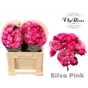 R TR SILVA PINK+ Vip