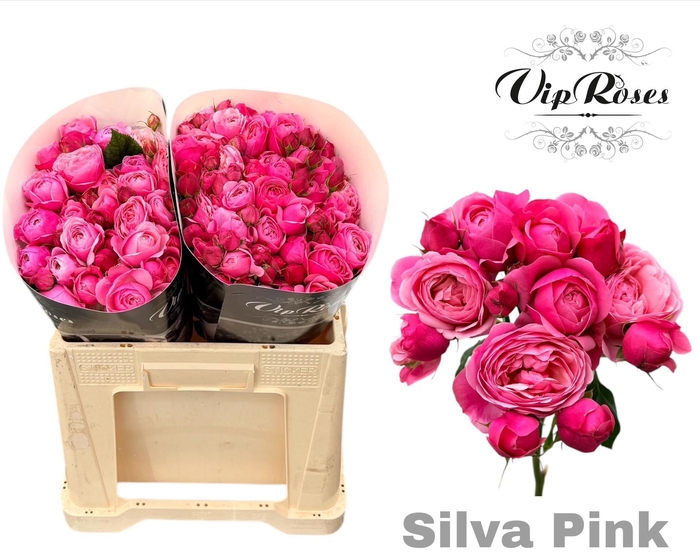 <h4>R TR SILVA PINK+ Vip</h4>