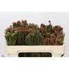 Kaaps Groen Brunia Fragarioides (Clusterstar)