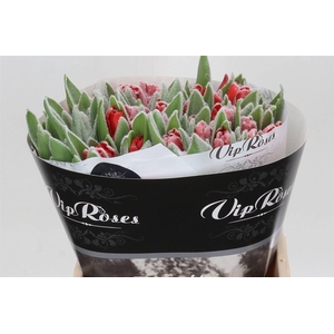 Tulp Enkel Kleurbehandeld Frost Red