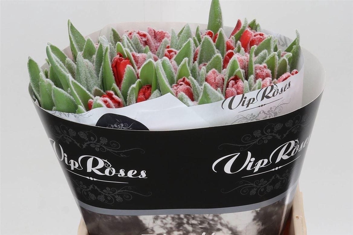 <h4>Tulp Enkel Kleurbehandeld Frost Red</h4>