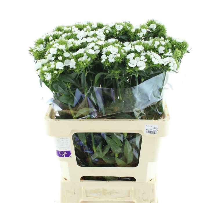 <h4>DI BARB DUKE BRE</h4>