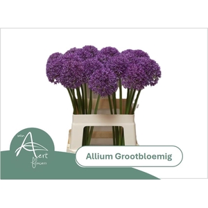 ALLIUM GROOTBLOEMIG 60 cm