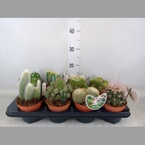 Cactus   ...mix