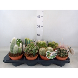 Cactus   ...mix