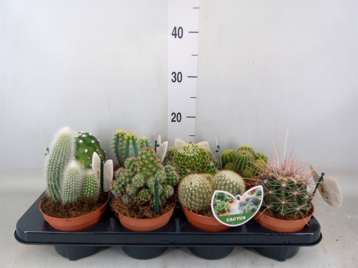 <h4>Cactus   ...mix</h4>