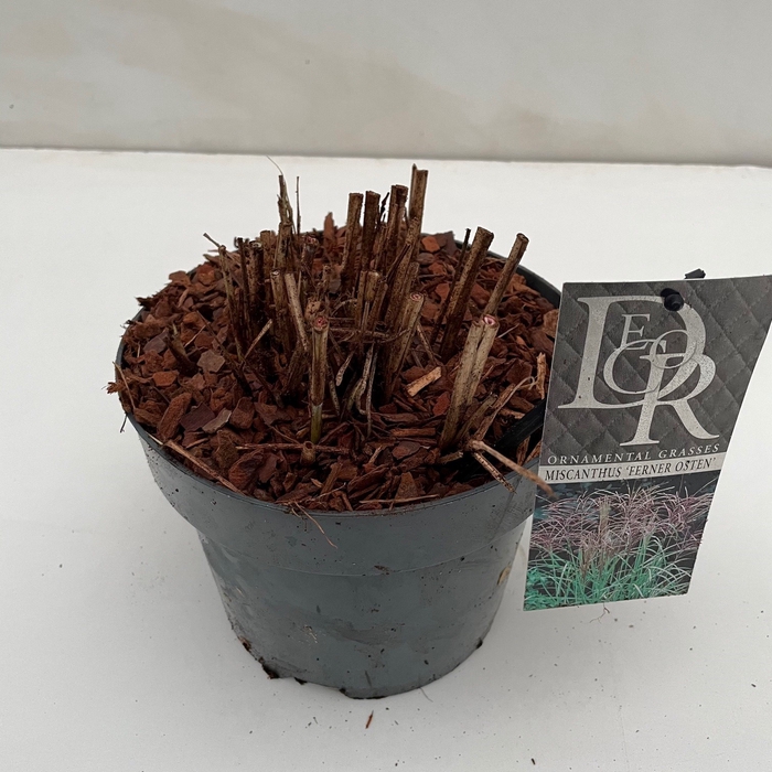 <h4>Miscanthus 'Ferner Osten' P19 (3ltr)</h4>