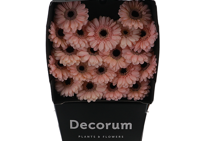 <h4>Ge Mi Macaron Diamond Oudijk</h4>