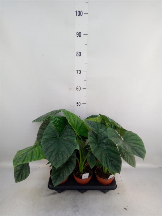 <h4>Alocasia   ...</h4>