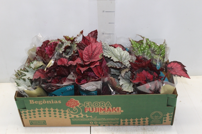 <h4>BEGONIA BELEAF P11 PO</h4>