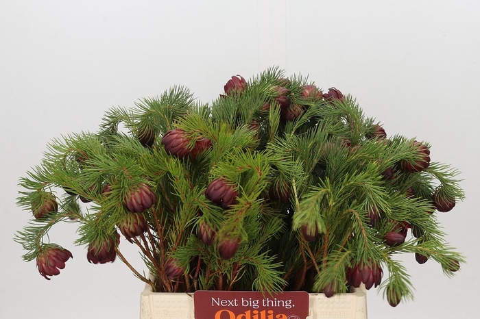 <h4>Protea Nana</h4>