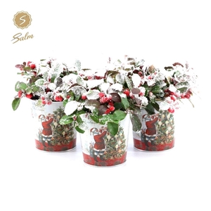 Gaultheria pr. 'Big Berry'® P10 in Zinc Santa + Snow