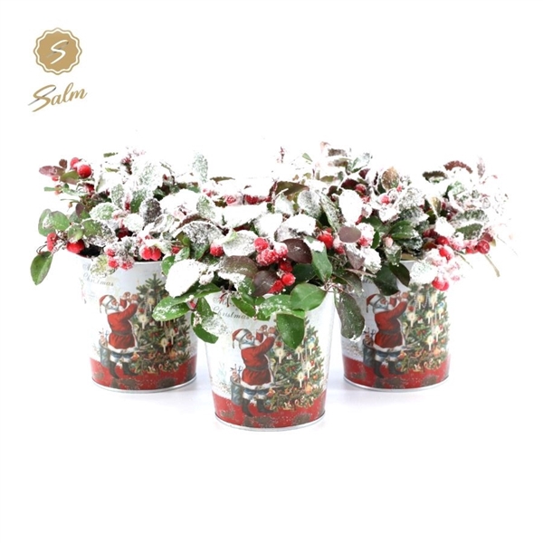 <h4>Gaultheria pr. 'Big Berry'® P10 in Zinc Santa + Snow</h4>