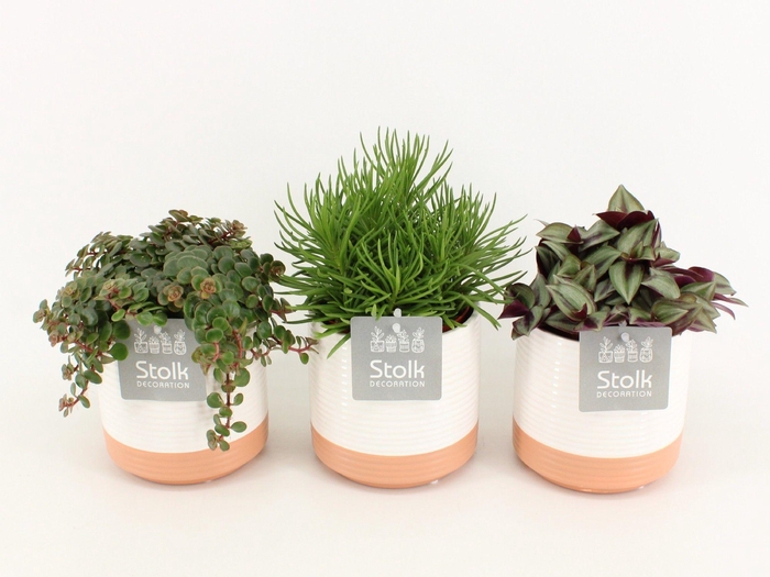 <h4>Pure Green Mix in Milou Keramiek soorten : Rhipsalis, Tradescantia, Sedum</h4>