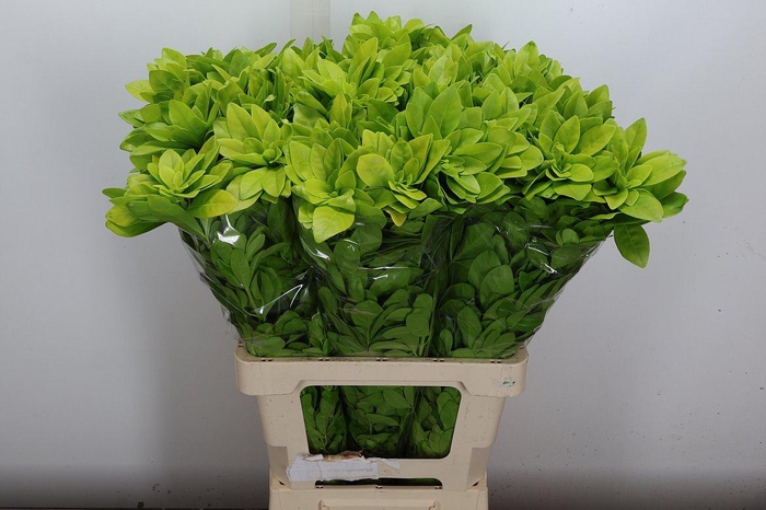 <h4>Choisya Te Lich</h4>