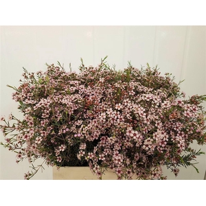 WAXFL UNCINATUM PINK DREAM 35 GR.