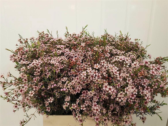 <h4>WAXFL UNCINATUM PINK DREAM 35 GR.</h4>