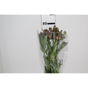 ALSTROEMERIA NAPOLI 080 CM