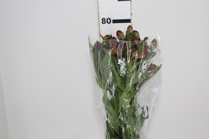 <h4>ALSTROEMERIA NAPOLI 080 CM</h4>