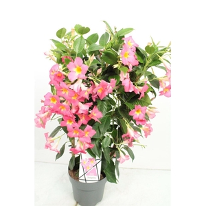 MANDEVILLA OV