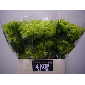 Viburnum op Roseum L8