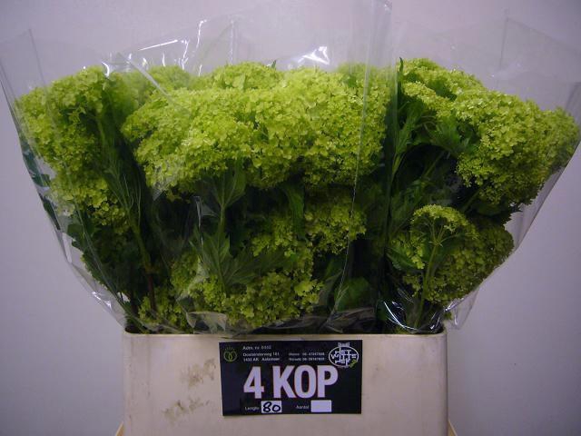 <h4>Viburnum op Roseum L8</h4>