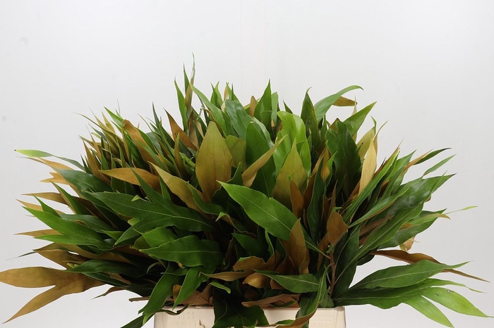 <h4>Grevillea baileyana Gold</h4>