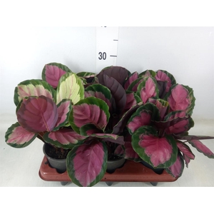 Calathea roseopicta 'Rosy'