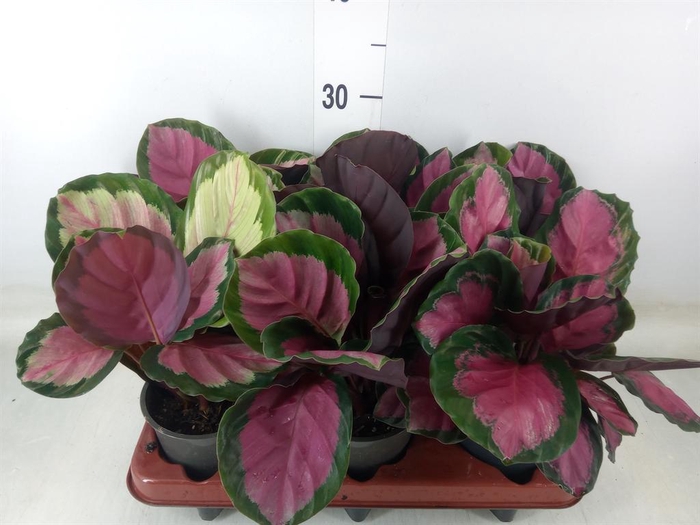 <h4>Calathea roseopicta 'Rosy'</h4>