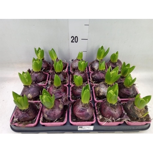 Hyacinthus orie. 'Pearl Pink'