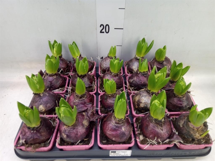 <h4>Hyacinthus orie. 'Pearl Pink'</h4>