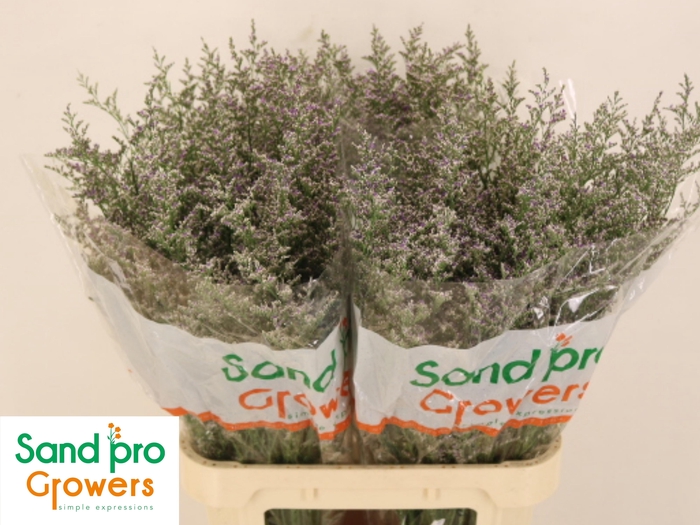 <h4>LIM MISTY BLUE</h4>