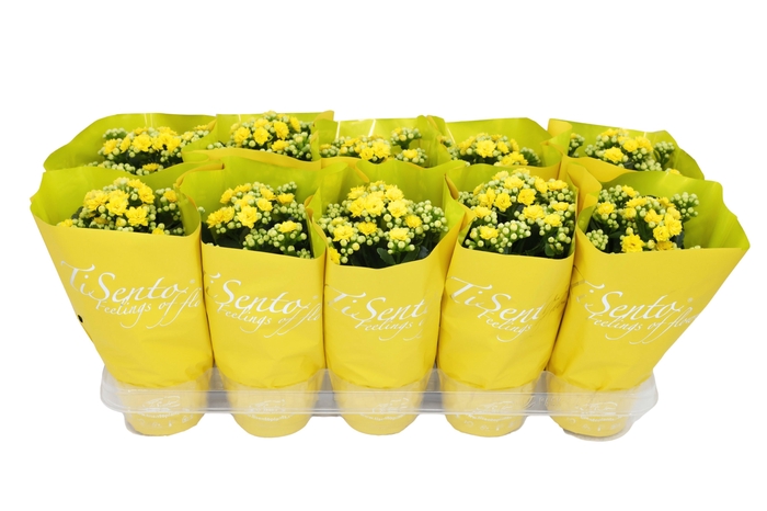 <h4>KAL GE PERFECTA YELL</h4>