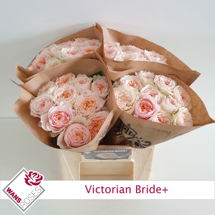 <h4>R GR VICTORIA BRIDE+</h4>