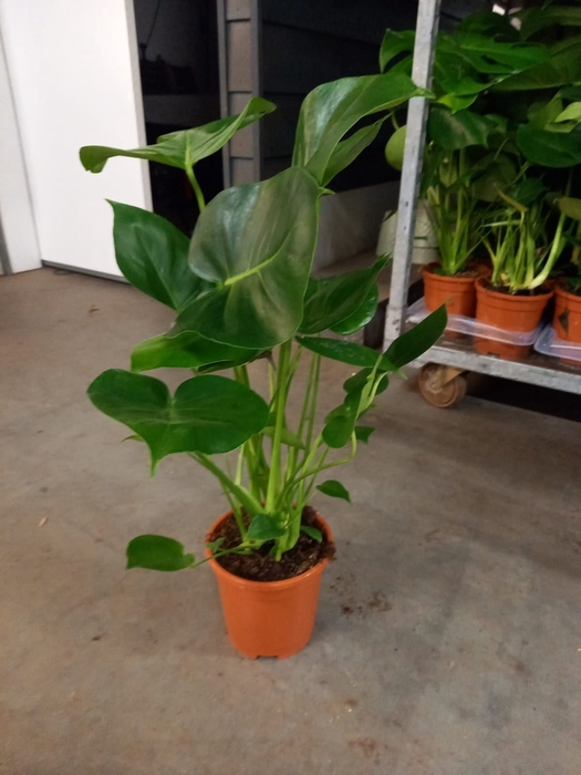 <h4>Monstera delic.</h4>