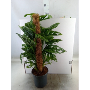 Monstera obliqua 'Monkey Mask'