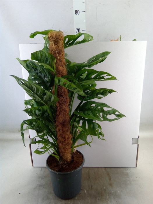<h4>Monstera obliqua 'Monkey Mask'</h4>