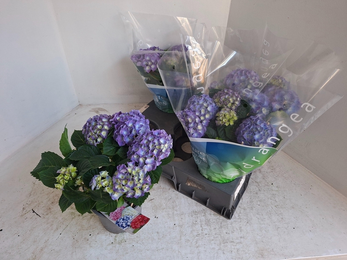 <h4>HYDR M BLAUER ZWERG</h4>