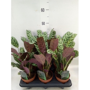 Ctenanthe burle-marxii