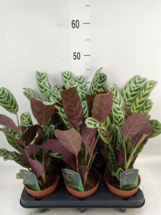 Ctenanthe burle-marxii