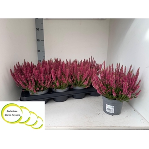 CALLU BL SABELLA
