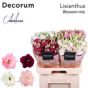 Lisianthus Blossom mix 70cm