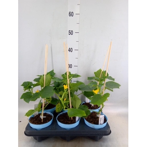 Cucumis sativus   ...