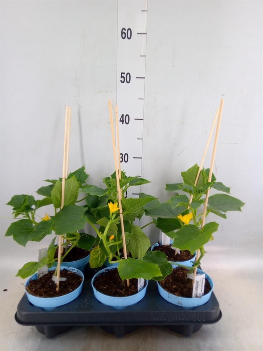 <h4>Cucumis sativus   ...</h4>