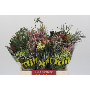 BQ Banksia Coccinea SFB