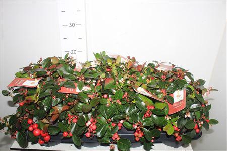 <h4>Gaulth Pr Big Berry</h4>