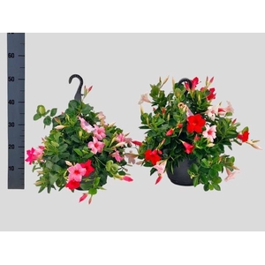 MANDEVILLA OV
