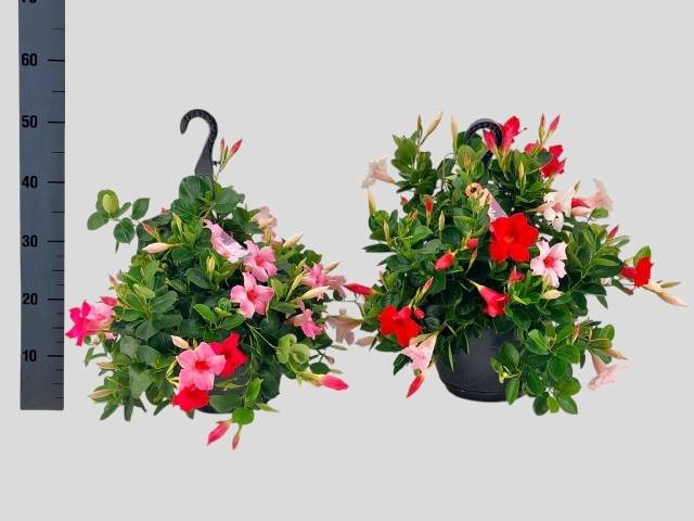 <h4>MANDEVILLA OV</h4>
