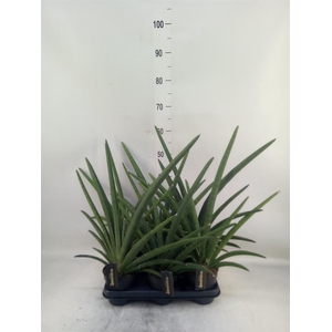 Sansevieria  'Tiara Grand Gazelle'
